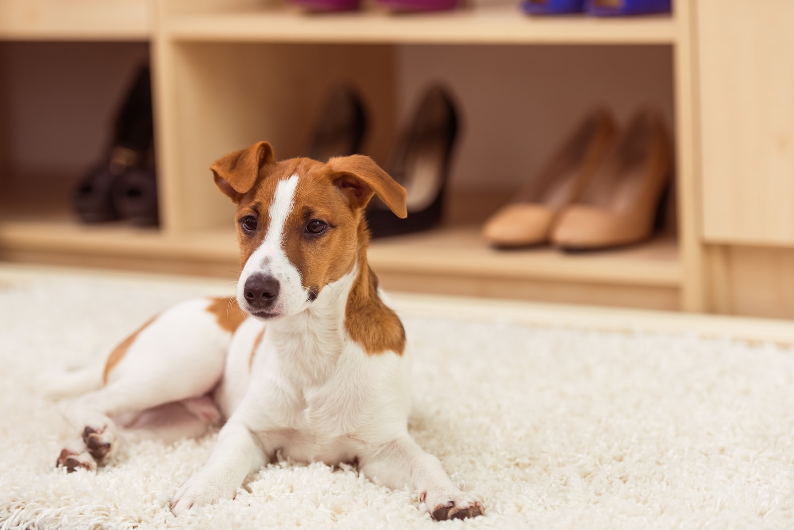 Where To Find Expert Glenview Home Cleaning for Pets